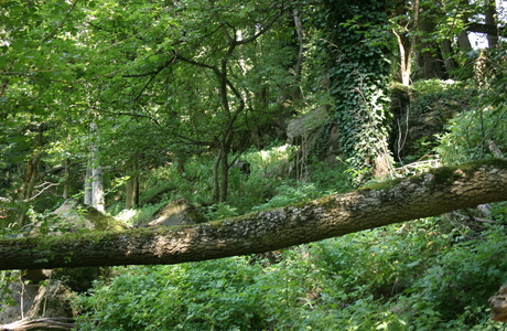 Schluchtwälder - © Emanuel Trummer